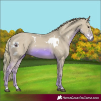 Horse Color:Watercolor White Spotted Chestnut 