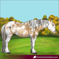 Horse Color:Buckskin Sabino Rabicano 