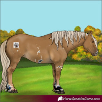 Horse Color:White Spotted Chocolate Palomino Dun Sabino 