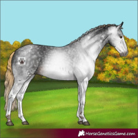 Horse Color:Gray White Spotted Liver Chestnut 