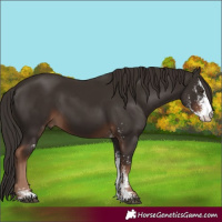 Horse Color:Liver Chestnut Sabino 