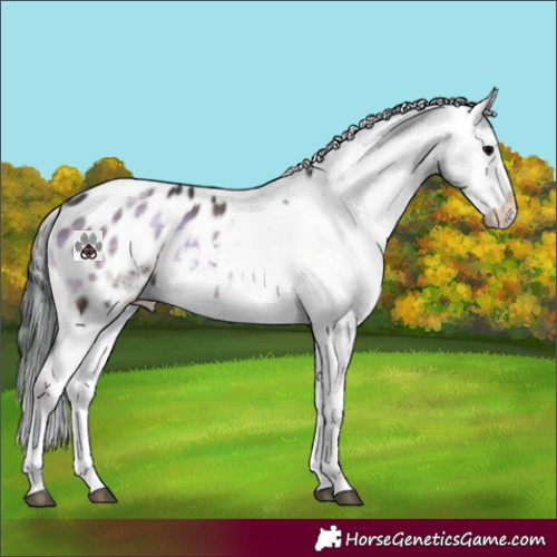 Horse Color:White Spotted Brown Onyx Sabino Appaloosa 