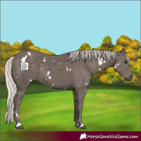 Horse Color:White Spotted Silver Black 
