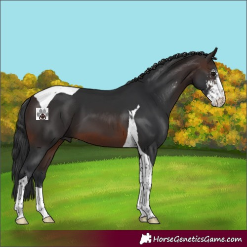 Horse Color:Brown Sabino Tobiano 