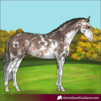 Horse Color:Brown Dun Sabino 