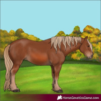 Horse Color:Chestnut 