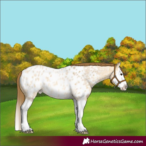 Horse Color:Buckskin Roan Dun Splash Appaloosa Rabicano 
