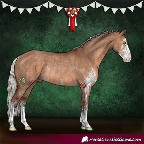 Horse Color:Silver Bay Dun Sabino Rabicano Brindle 