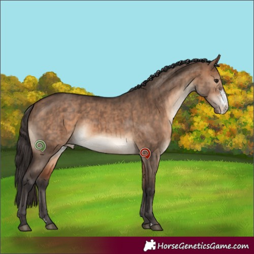 Horse Color:Bay Dun Sabino Appaloosa Brindle 