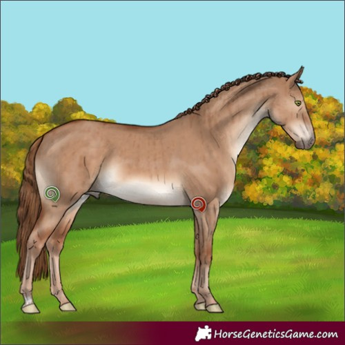 Horse Color:Red Dun Brindle 