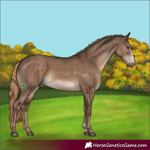 Horse Color:Liver Red Dun Sabino Brindle 