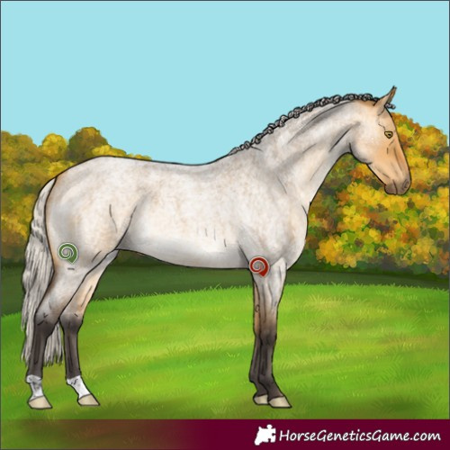 Horse Color:Silver Buckskin Roan Dun 