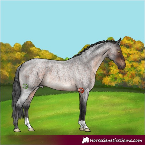 Horse Color:Brown Roan 