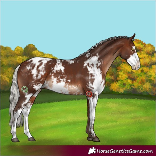 Horse Color:Silver Brown Sabino Appaloosa 