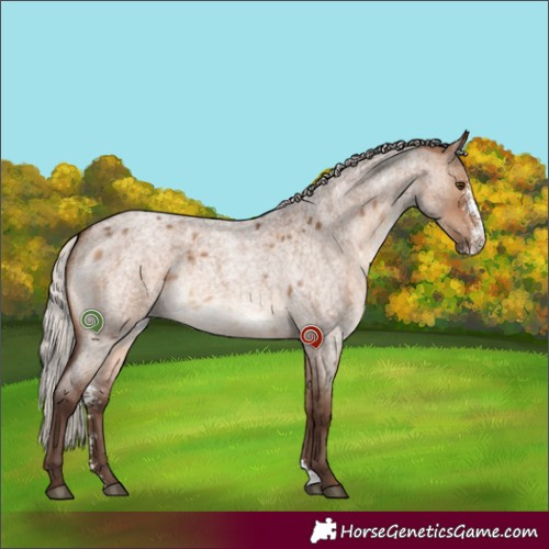 Horse Color:Silver Brown Roan Dun Sabino 