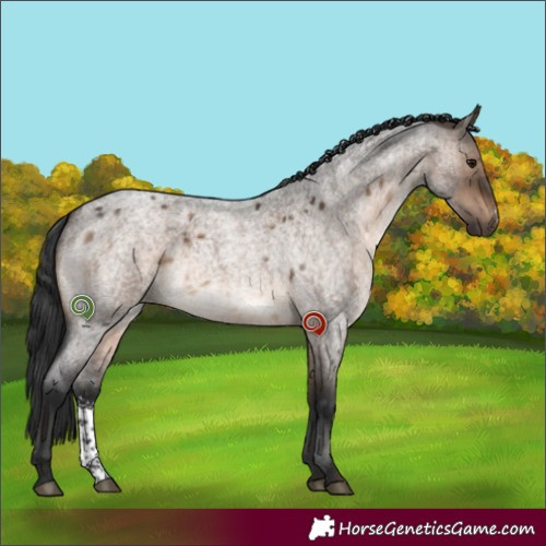 Horse Color:Brown Roan Dun Sabino 