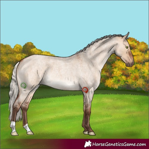 Horse Color:Silver Bay Roan Dun 