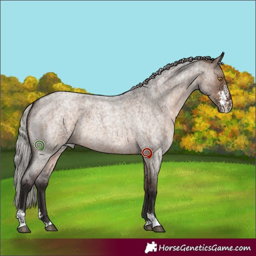 Horse Color:Silver Brown Roan Dun Sabino 