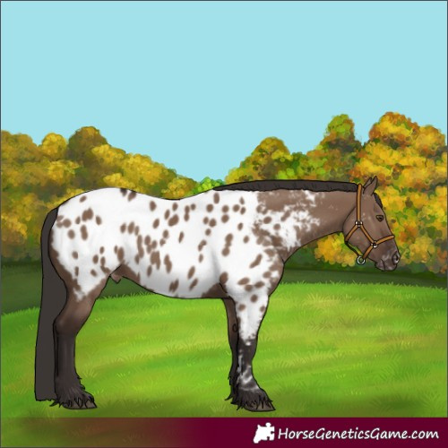 Horse Color:Liver Red Dun Appaloosa 