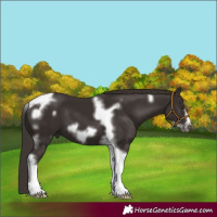 Horse Color:Liver Chestnut Tobiano Frame 