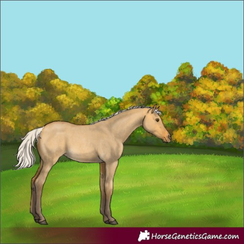 Horse Color:Silver Buckskin Roan Dun 