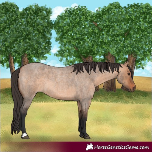 Horse Color:Bay Roan Dun 