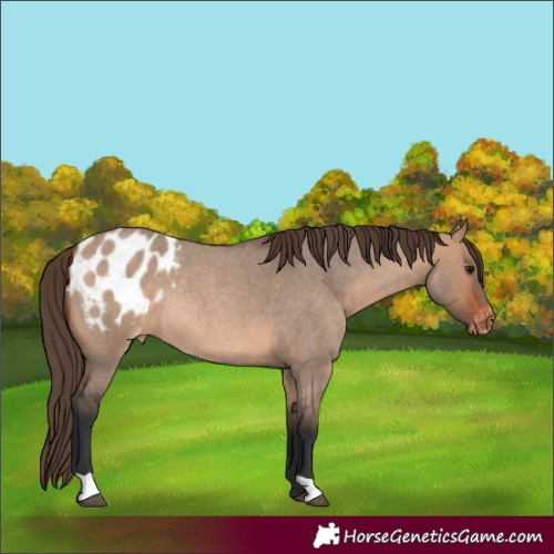 Horse Color:Bay Roan Dun Appaloosa Rabicano 
