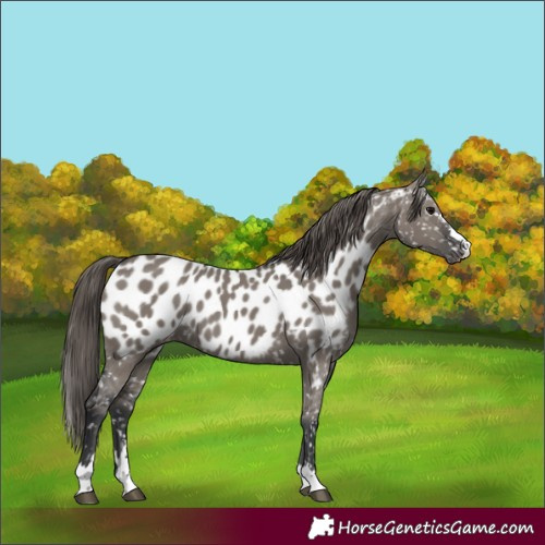 Horse Color:Grullo Appaloosa