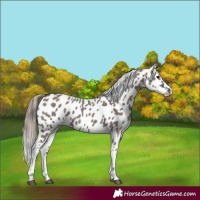 Horse Color:Grullo Near Leopard
