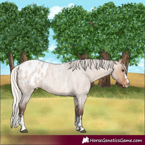 Horse Color:Silver Brown Roan Dun Sabino Appaloosa 