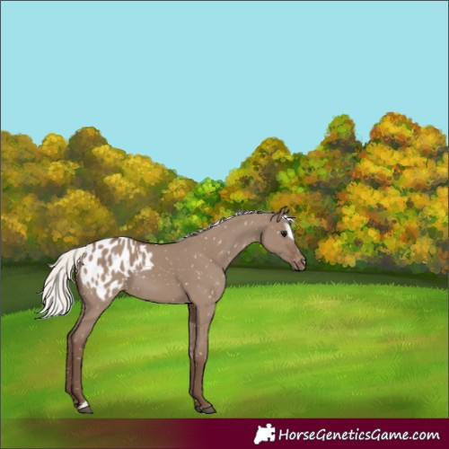 Horse Color:Silver Grullo Sabino Appaloosa 