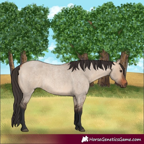 Horse Color:Bay Roan Dun