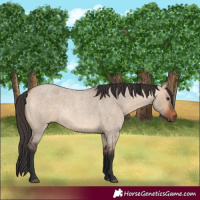 Horse Color:Bay Roan Dun 