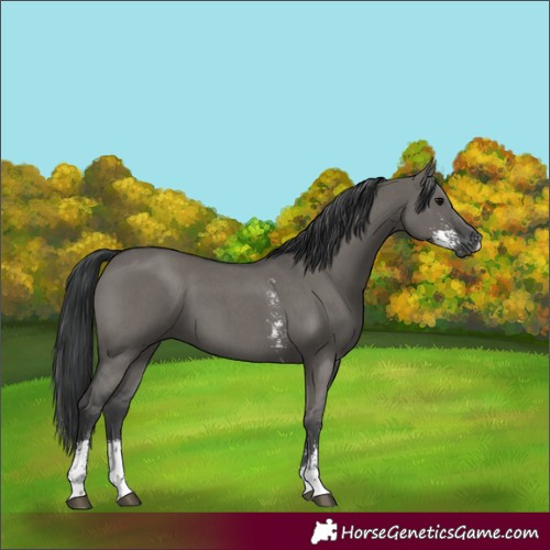 Horse Color:Grullo Sabino 