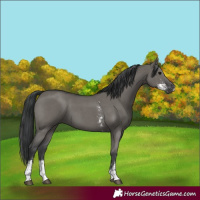 Horse Color:Grullo Sabino