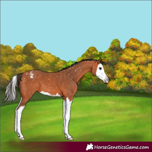 Horse Color:Bay Splash Appaloosa 
