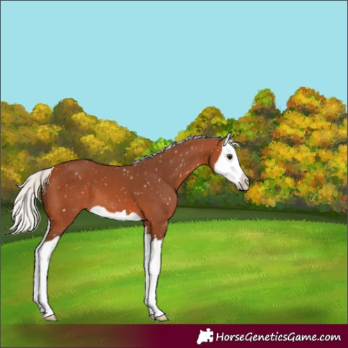 Horse Color:Silver Bay Splash Appaloosa 