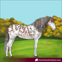 Horse Color:White Spotted Bay Appaloosa