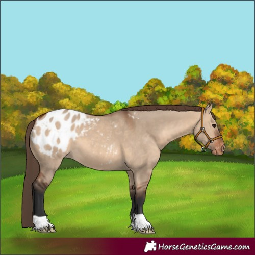 Horse Color:Bay Dun Appaloosa 