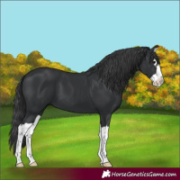 Horse Color:Black Splash
