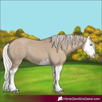 Horse Color:Silver Grullo Splash
