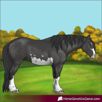 Horse Color:Black 