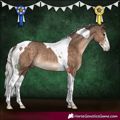 Horse Color:Silver Brown Dun Sabino Tobiano Rabicano Brindle 
