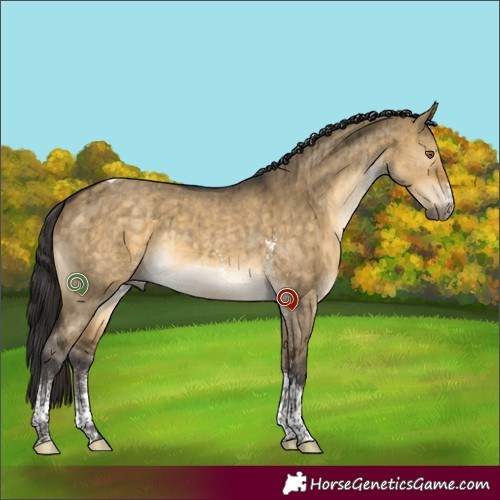 Horse Color:Buckskin Dun Sabino Tobiano Rabicano Brindle 