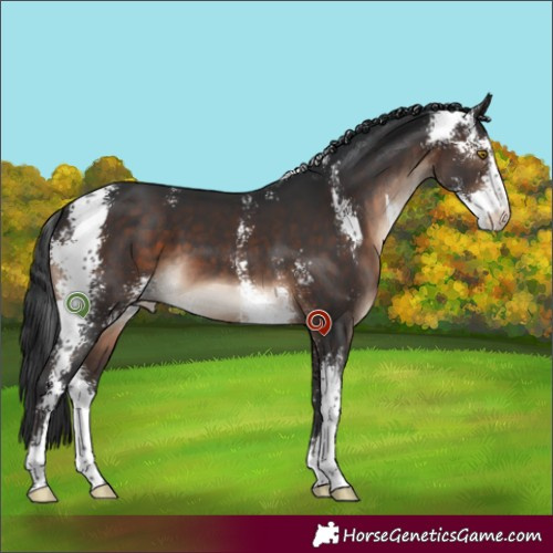 Horse Color:Brown Sabino 