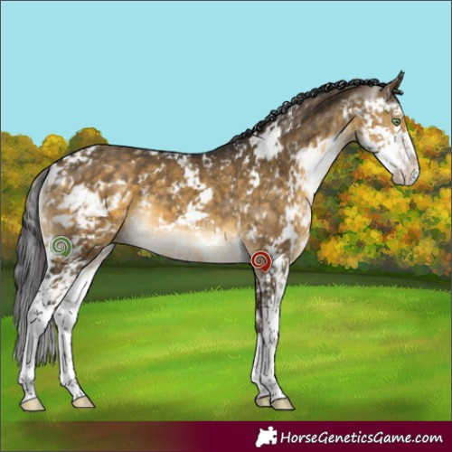 Horse Color:Buckskin Dun Sabino Brindle 