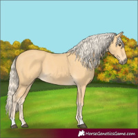 Horse Color:Palomino Rabicano