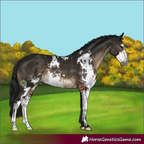 Horse Color:Gray Brown Dun Sabino Rabicano Brindle 
