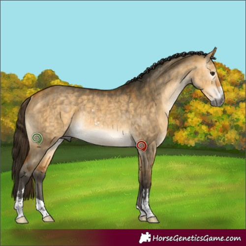 Horse Color:Gray Buckskin Dun Sabino Rabicano Brindle 