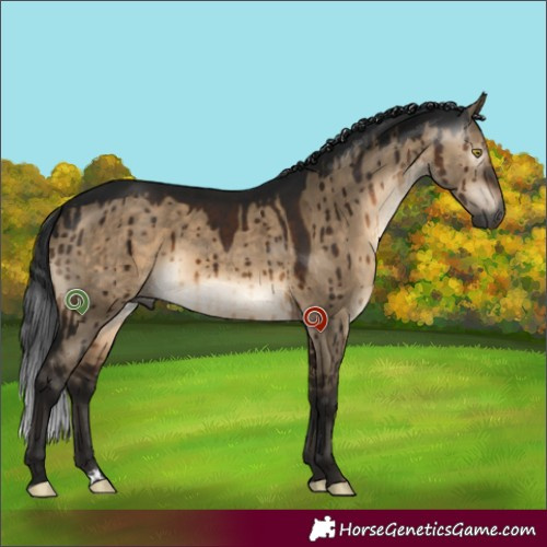 Horse Color:Gray Brown Dun Brindle 